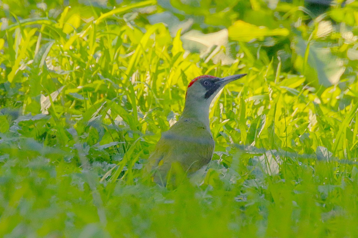 Eurasian Green Woodpecker - ML644098164