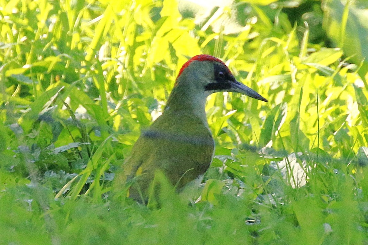 Eurasian Green Woodpecker - ML644098165
