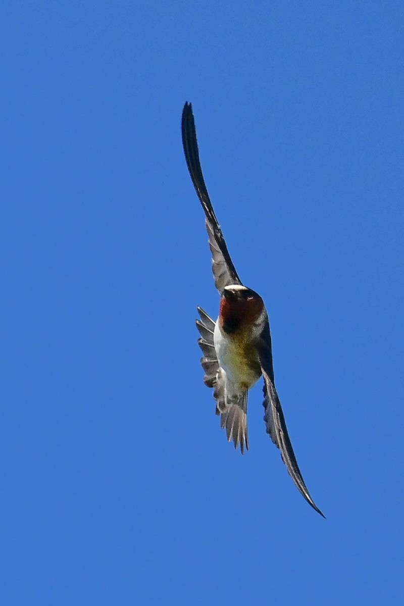 Golondrina Risquera - ML644098171