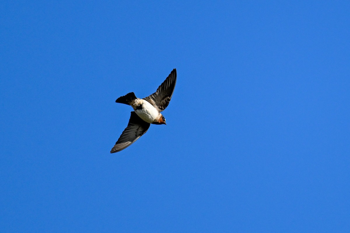 Golondrina Risquera - ML644098176