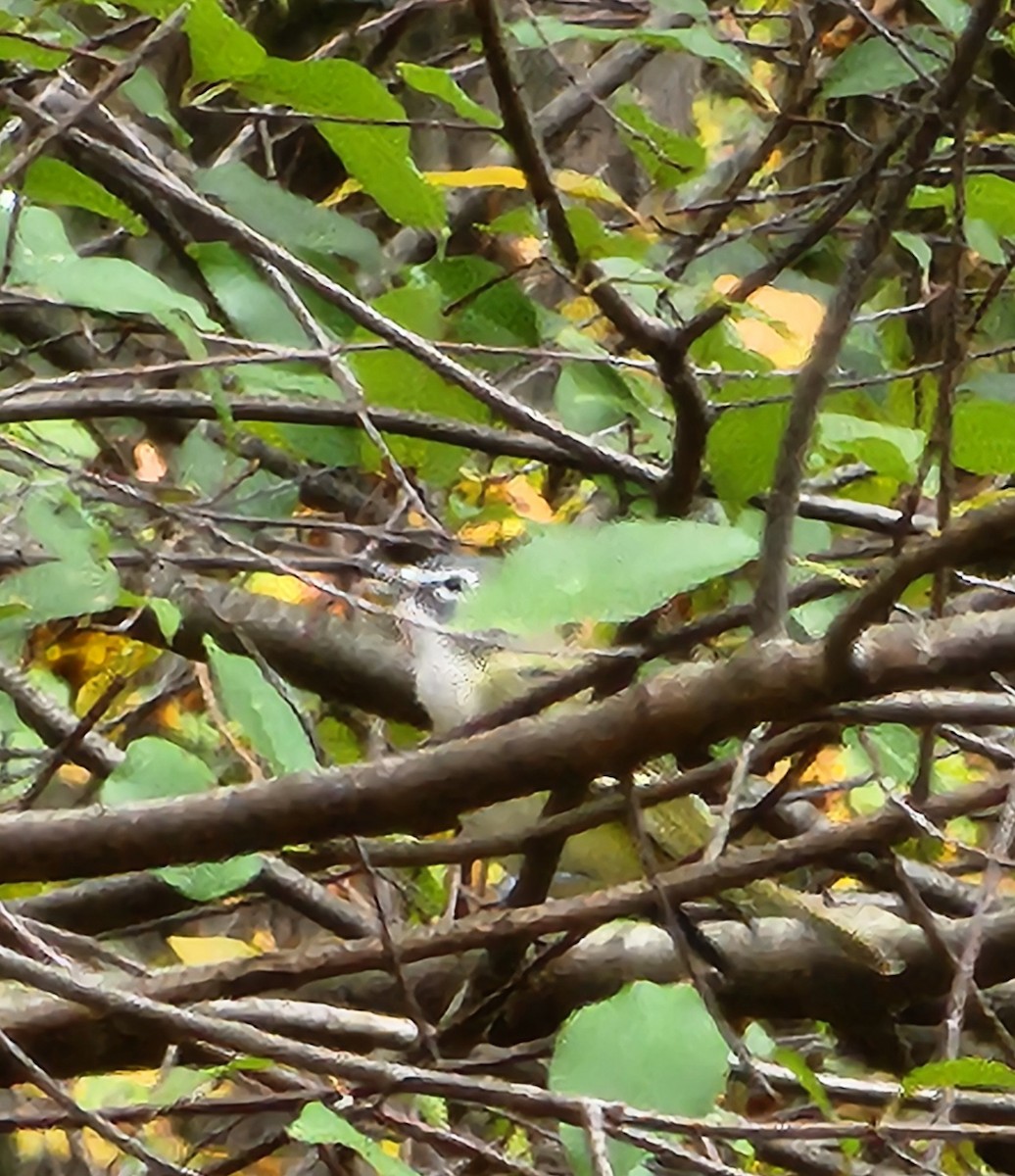 Blue-headed Vireo - ML644098187
