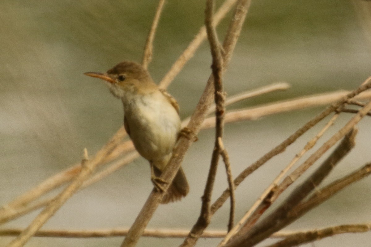 Clamorous Reed Warbler - ML644098190