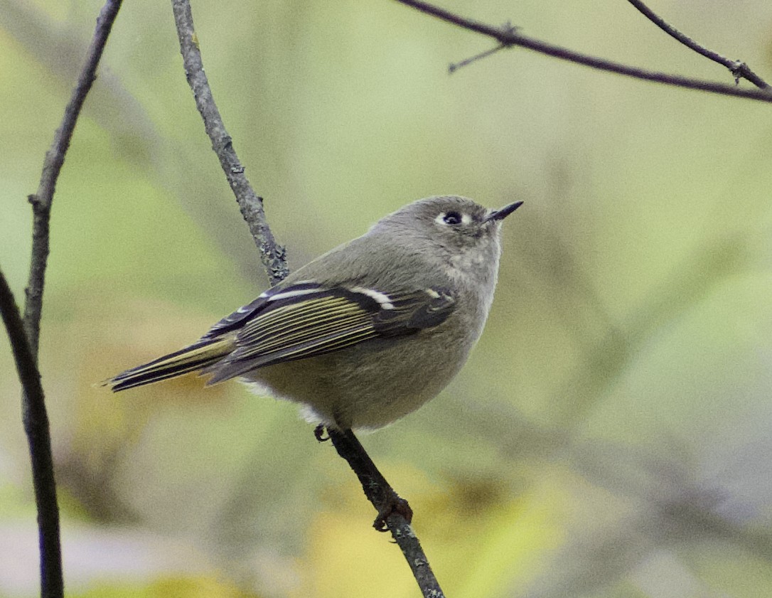 Ruby-crowned Kinglet - ML644098191