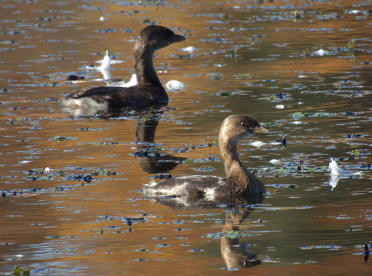 Pied-billed Grebe - ML644098197