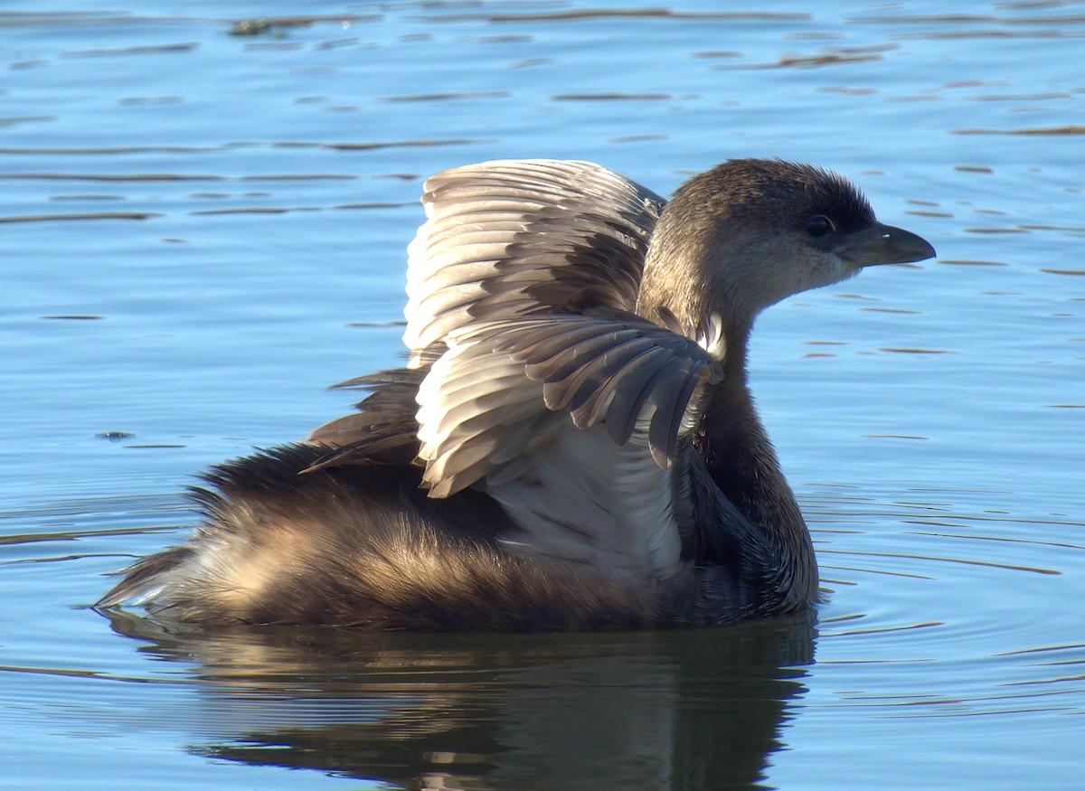 Pied-billed Grebe - ML644098198