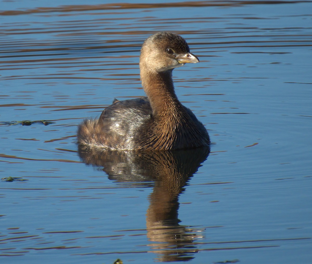Pied-billed Grebe - ML644098199