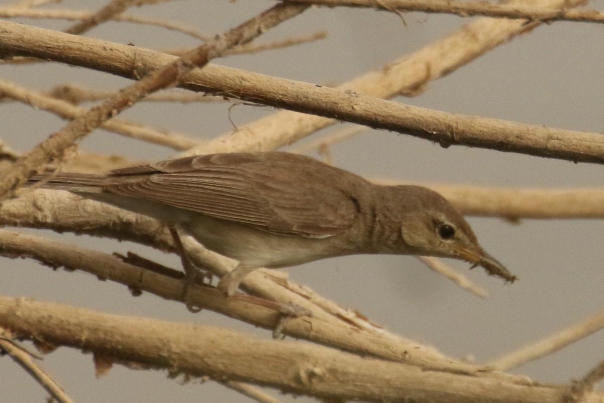 Eastern Olivaceous Warbler - ML644098211