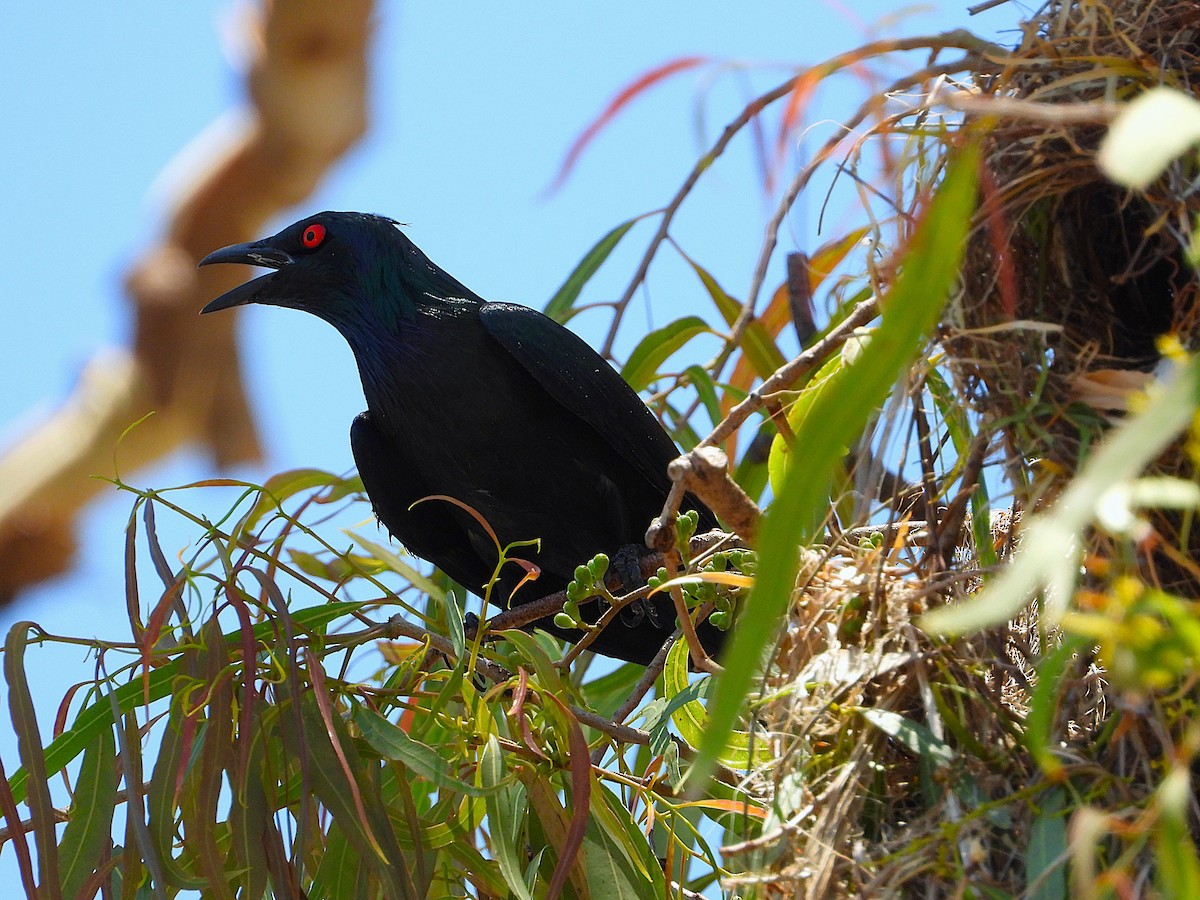 Metallic Starling - ML644098213
