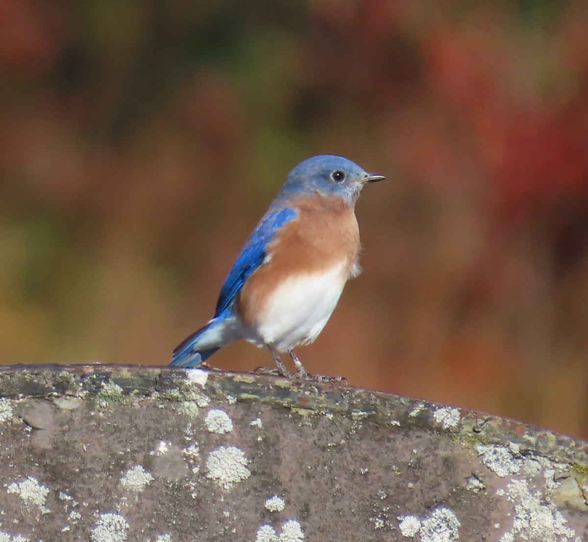 Eastern Bluebird - ML644098217