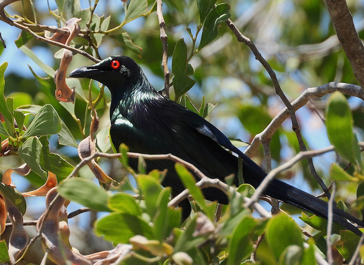 Metallic Starling - ML644098220