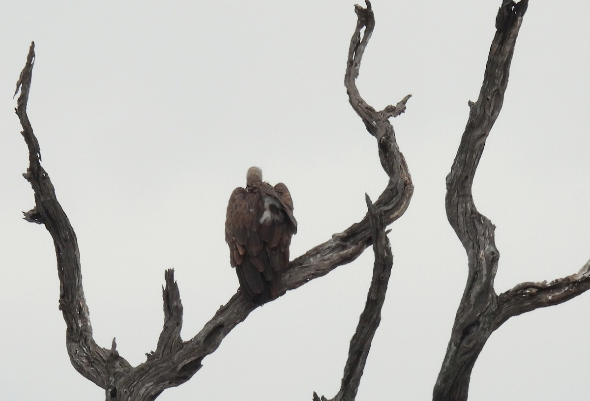 White-backed Vulture - ML644098222
