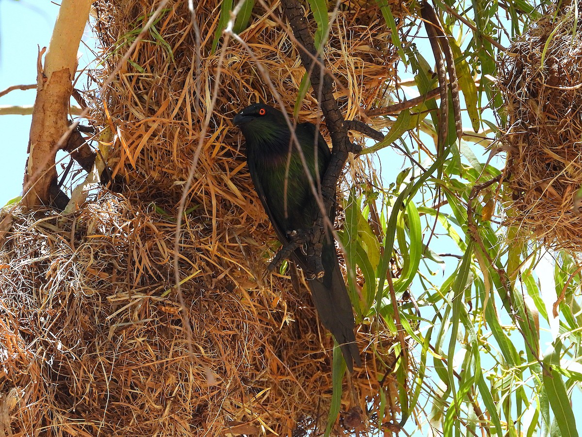 Metallic Starling - ML644098226