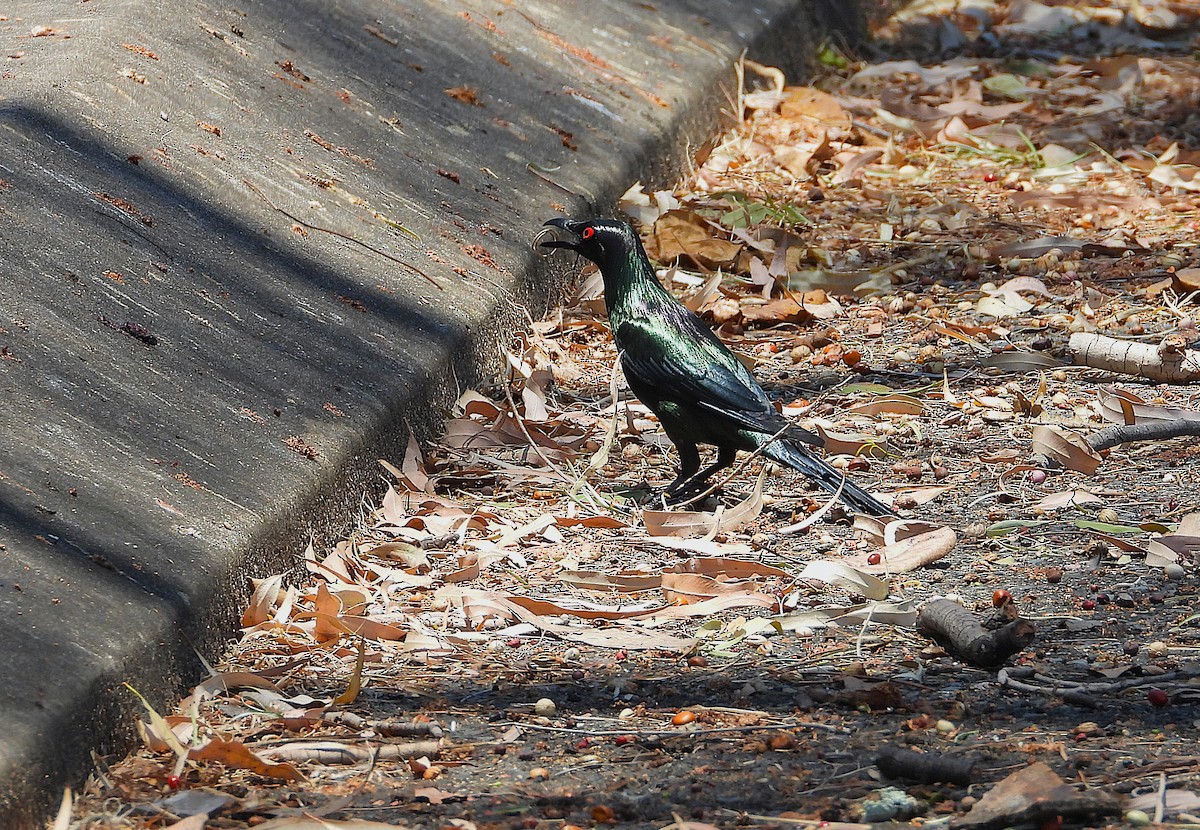 Metallic Starling - ML644098232