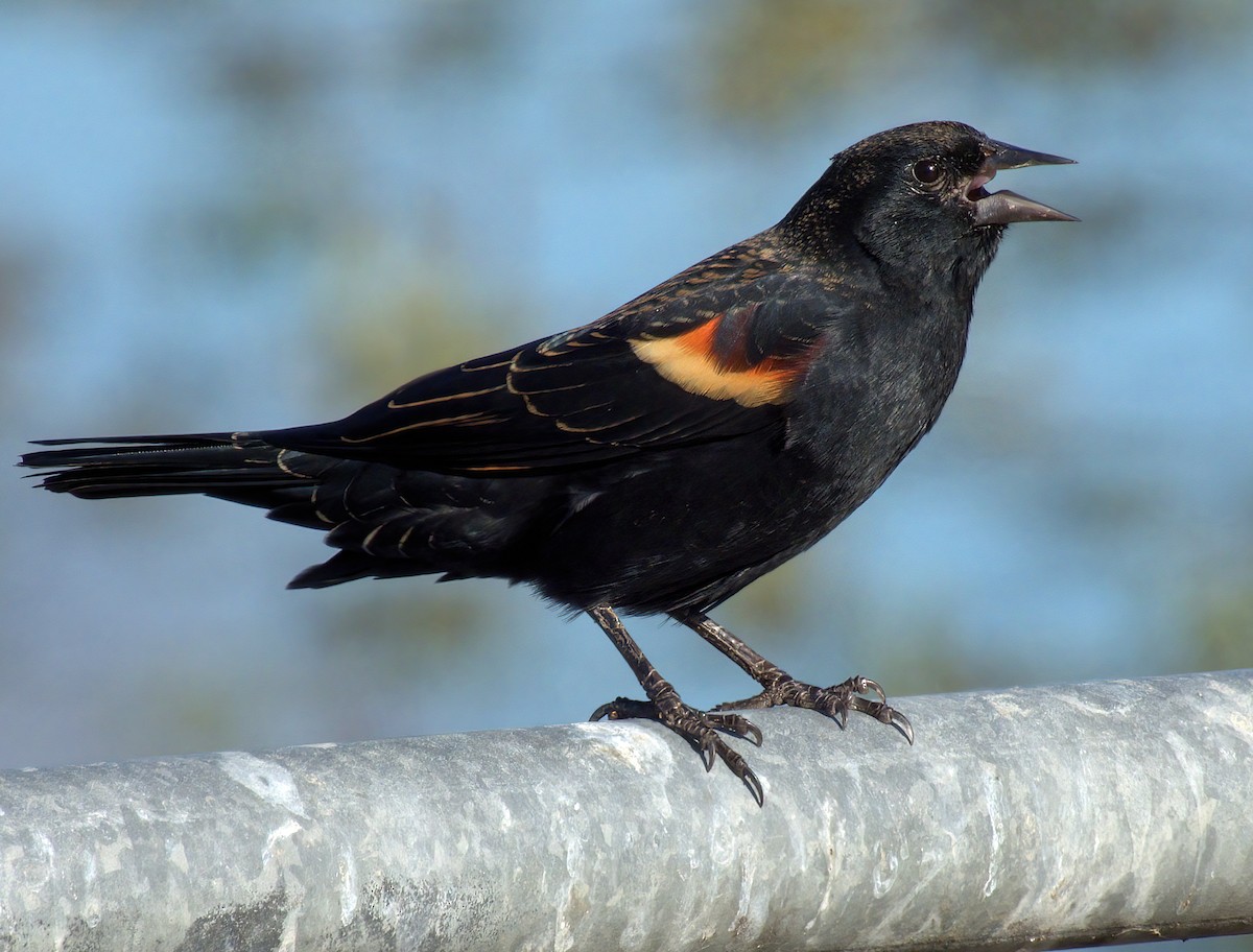 Red-winged Blackbird - ML644098235