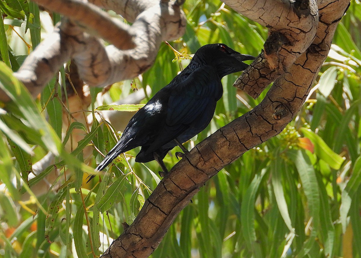 Metallic Starling - ML644098238