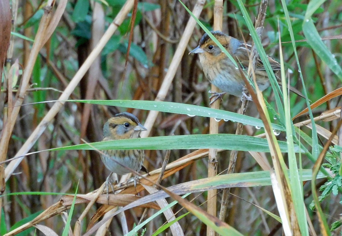 Nelson's Sparrow - ML644098246