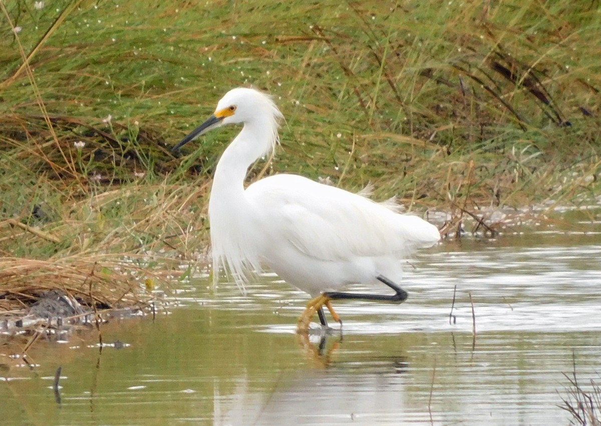 Snowy Egret - ML644098249