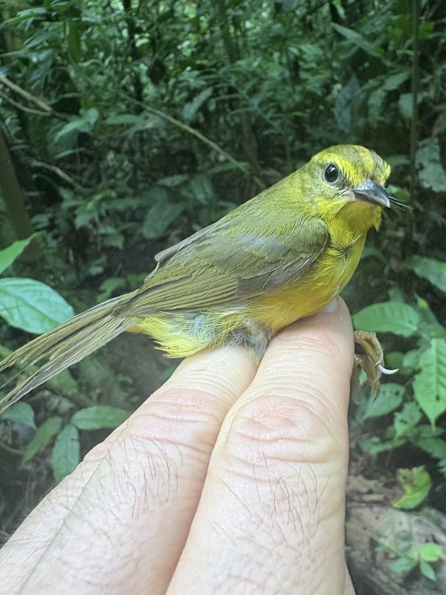 inkaparula - ML644098263