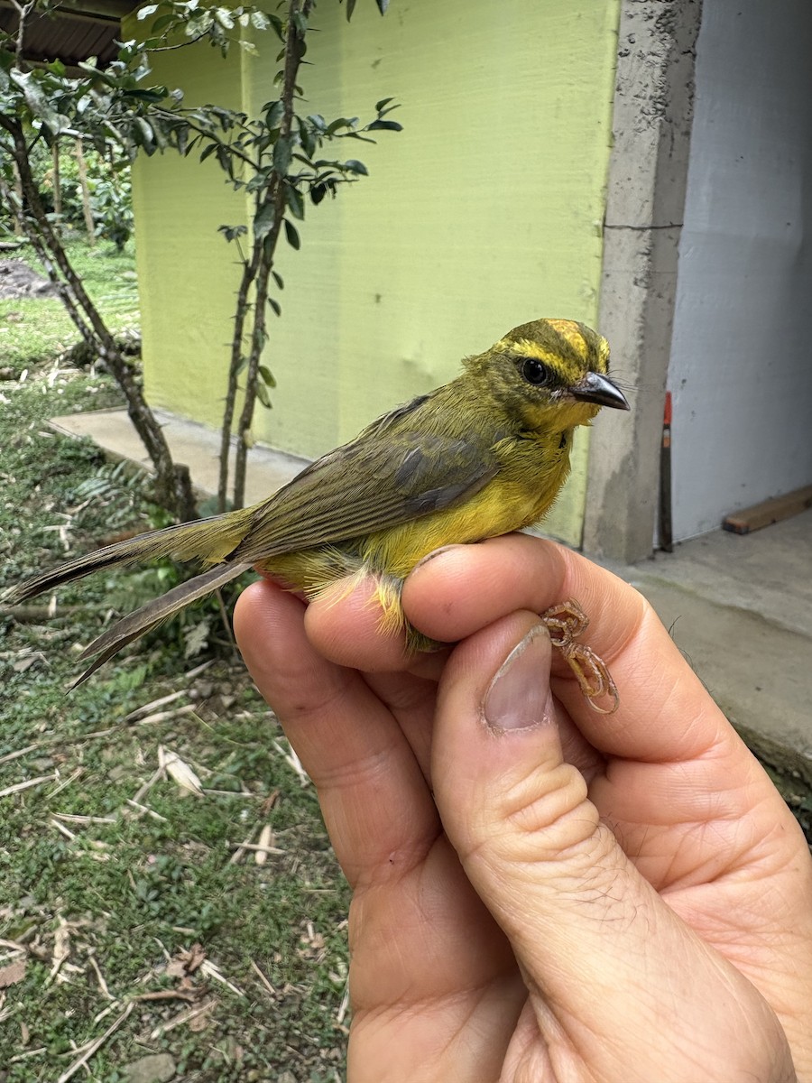 inkaparula - ML644098264