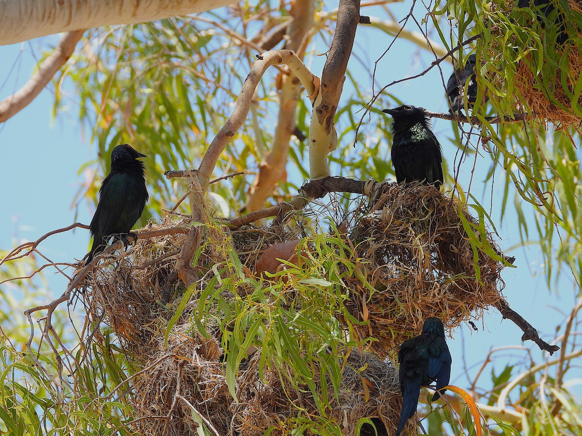 Metallic Starling - ML644098266