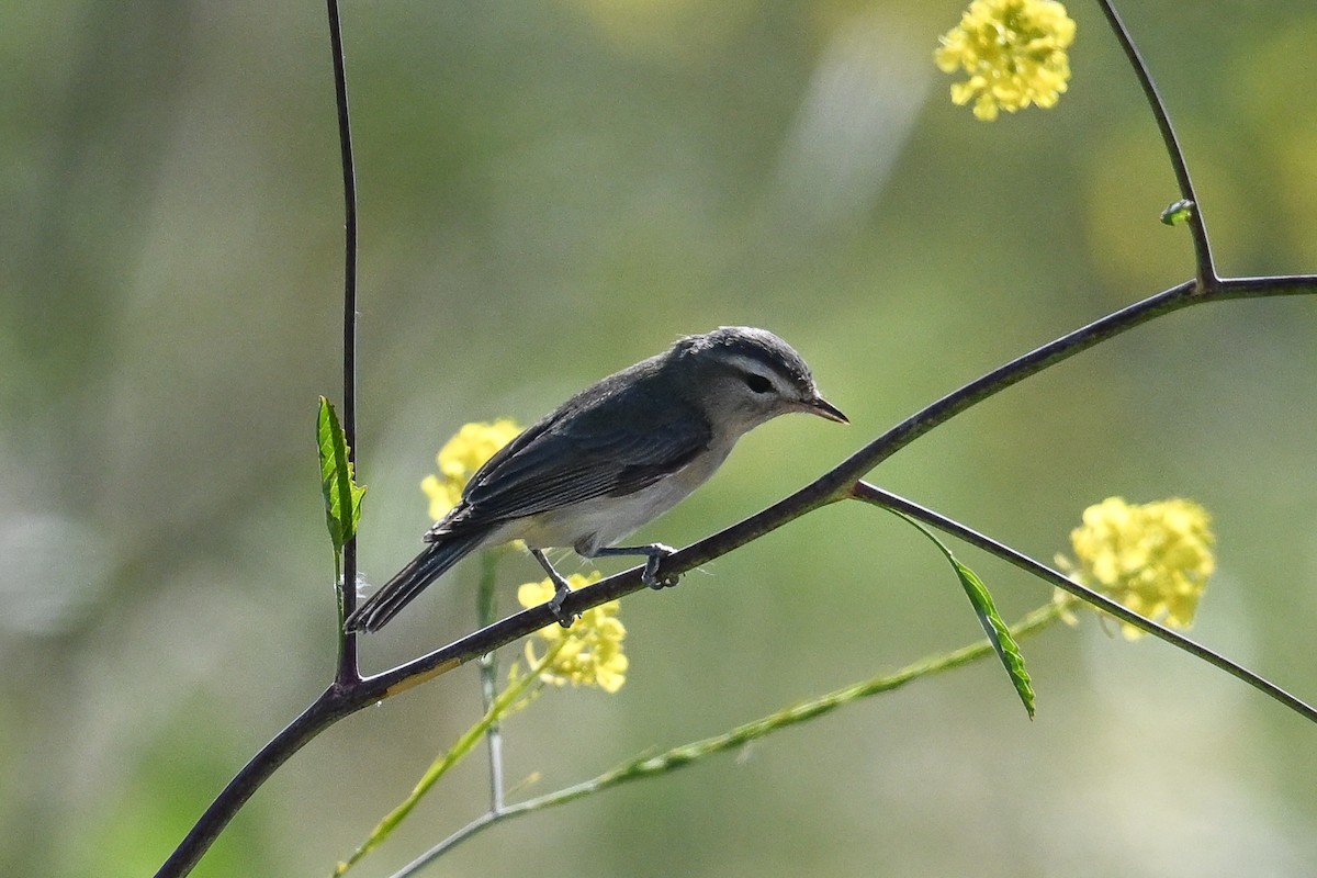 sangvireo (swainsoni gr.) - ML644098269