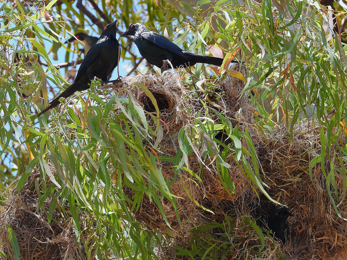 Metallic Starling - ML644098270