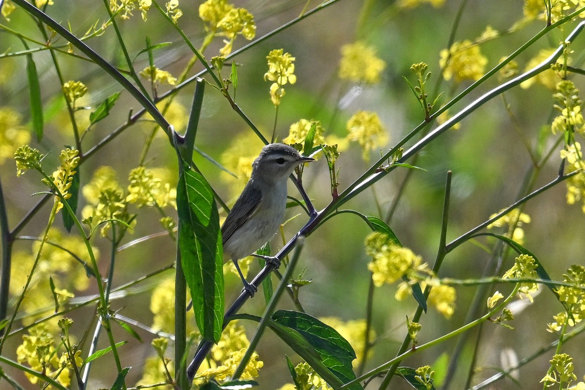 sangvireo (swainsoni gr.) - ML644098271