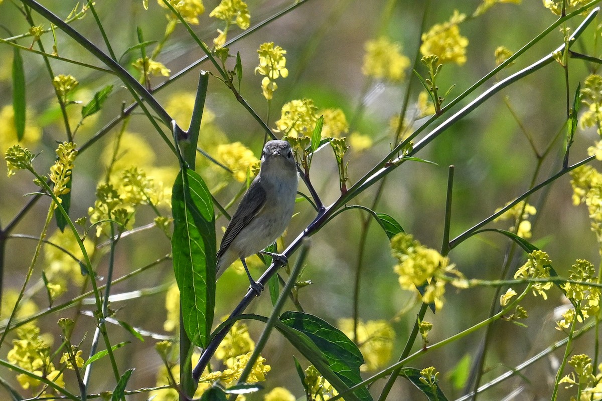 sangvireo (swainsoni gr.) - ML644098273