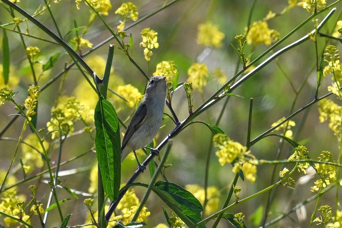 sangvireo (swainsoni gr.) - ML644098278