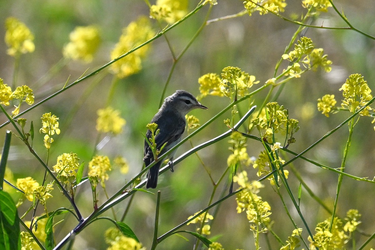 sangvireo (swainsoni gr.) - ML644098279