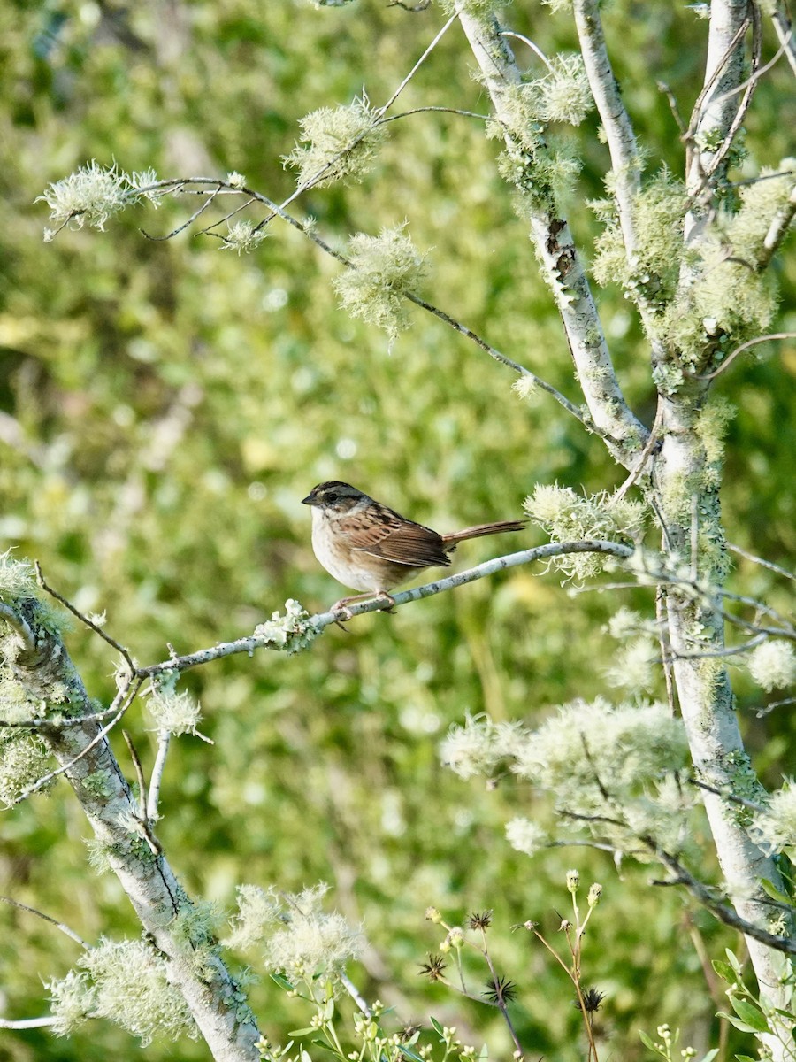 Swamp Sparrow - ML644098284