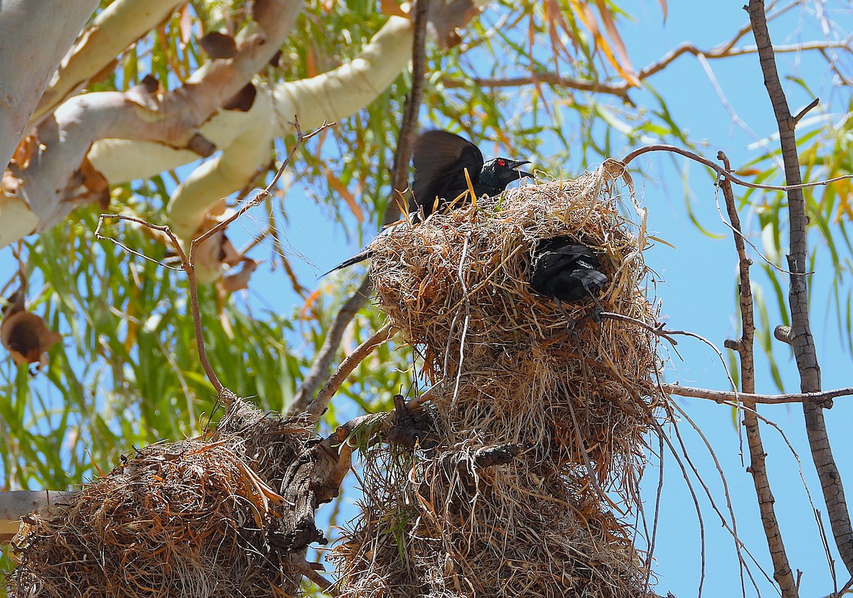 Metallic Starling - ML644098286
