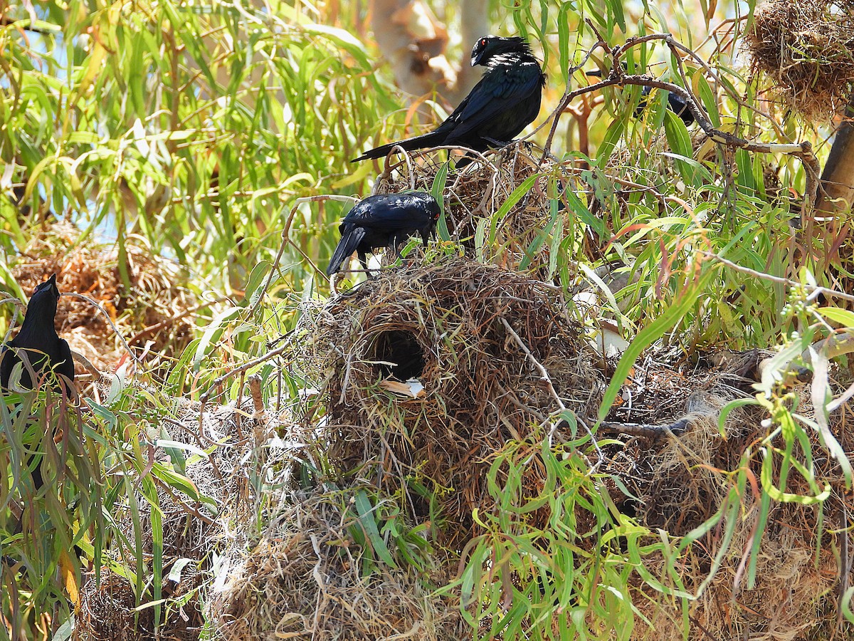 Metallic Starling - ML644098293