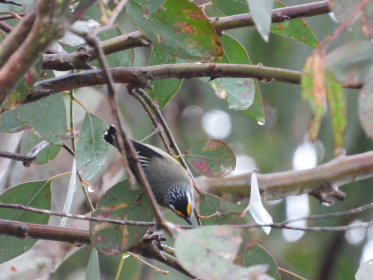 Striated Pardalote - ML644098300