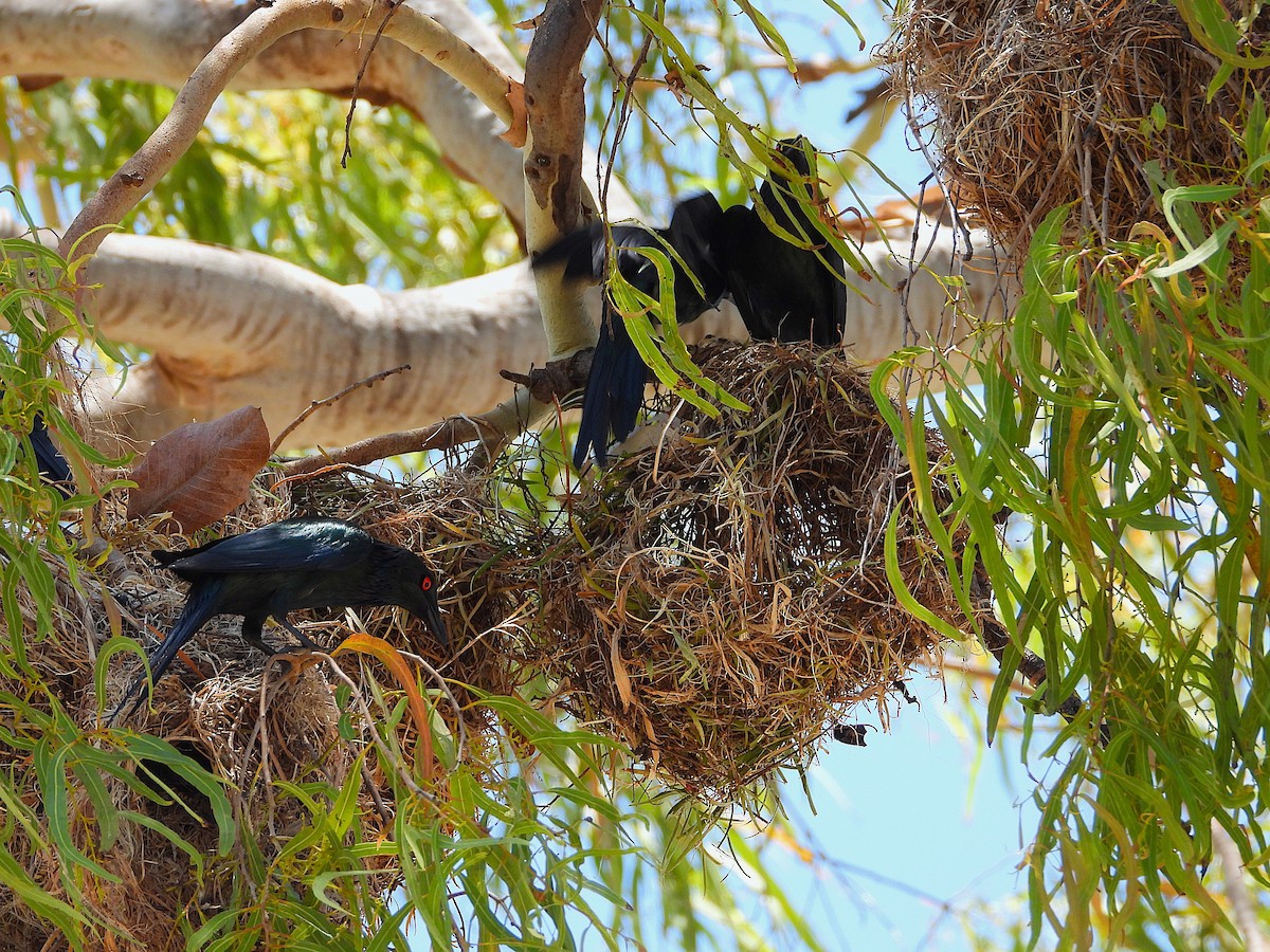 Metallic Starling - ML644098301