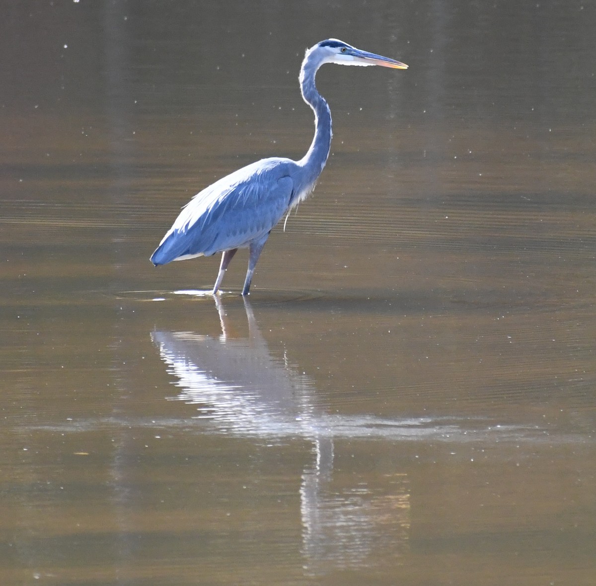 Great Blue Heron (Great Blue) - ML644098313