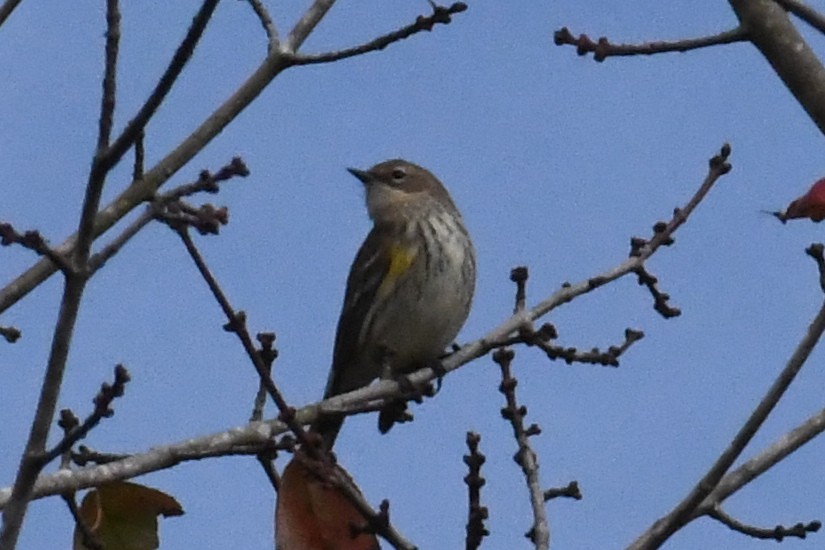 Yellow-rumped Warbler (Myrtle) - ML644098317