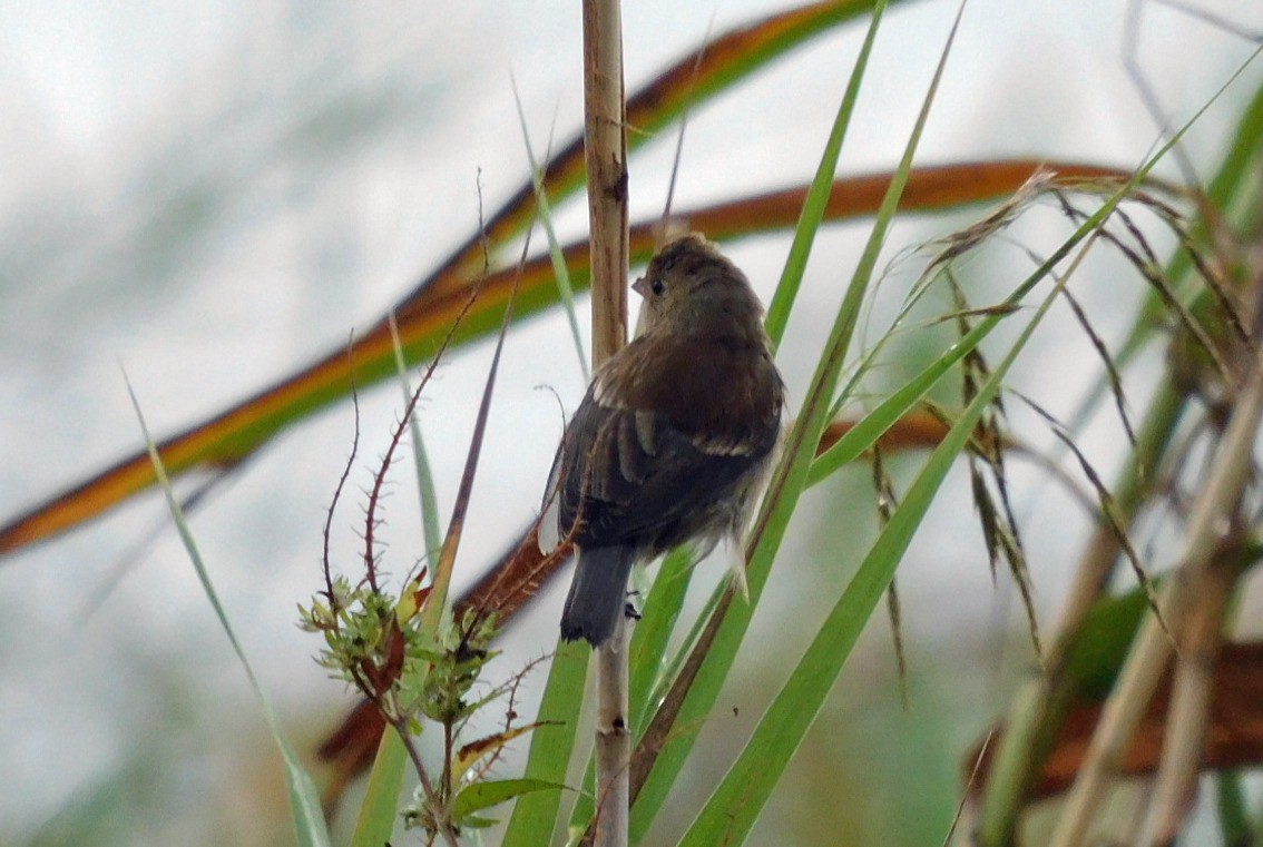 Indigo Bunting - ML644098331
