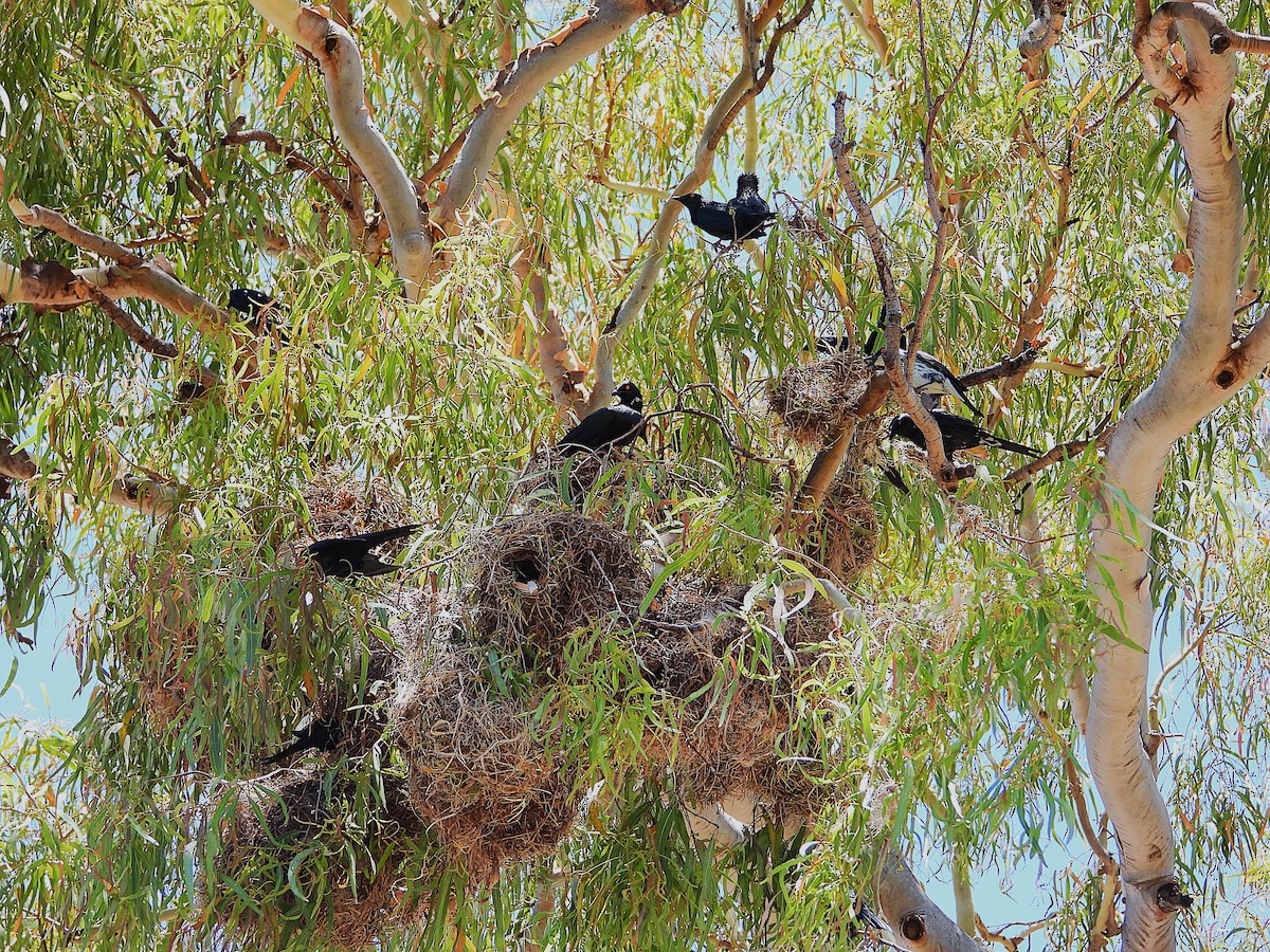 Metallic Starling - ML644098339