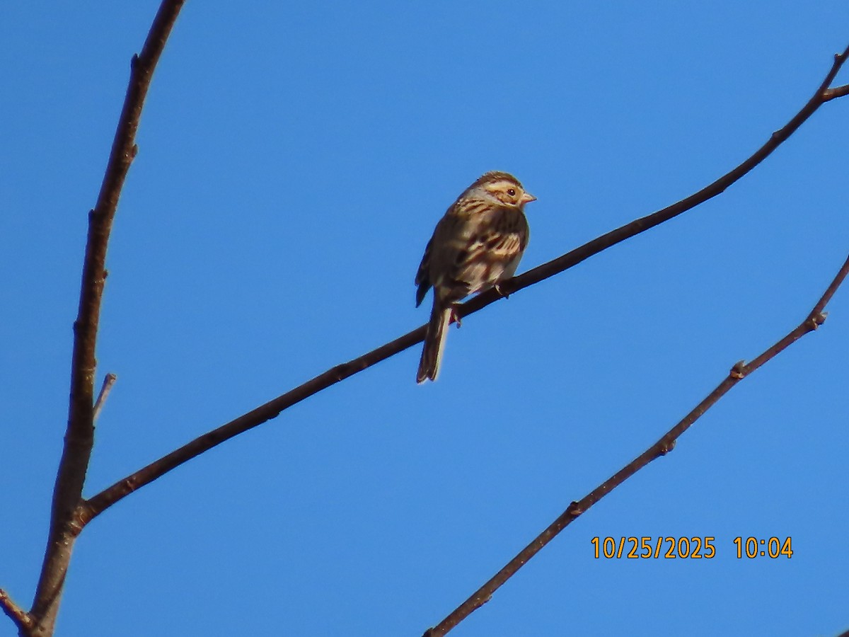 Clay-colored Sparrow - ML644098368