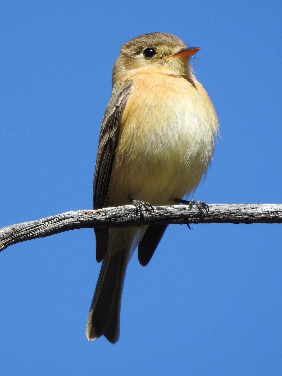 Buff-breasted Flycatcher - ML644098370