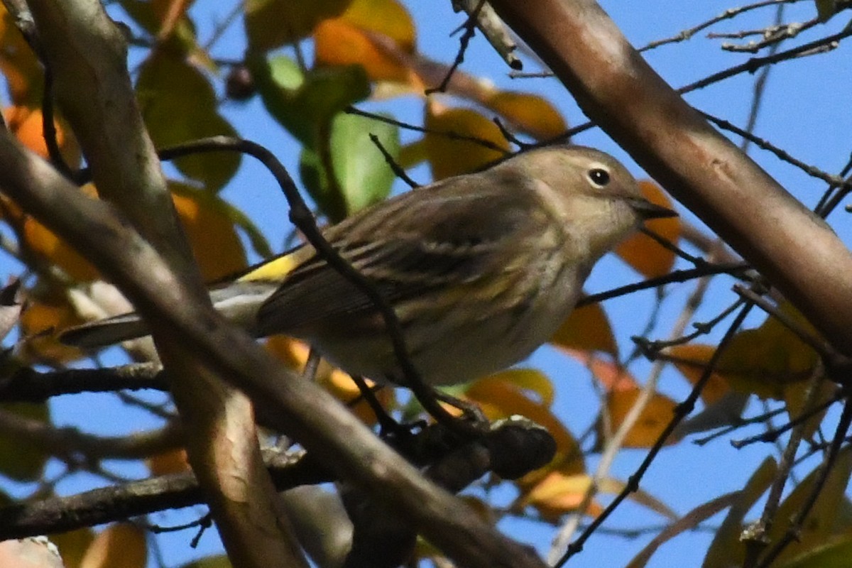 Yellow-rumped Warbler (Myrtle) - ML644098430