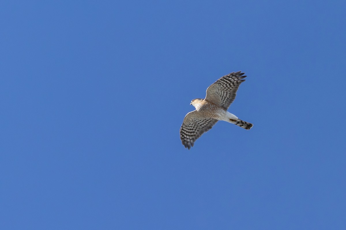 Sharp-shinned Hawk (Northern) - ML644098453