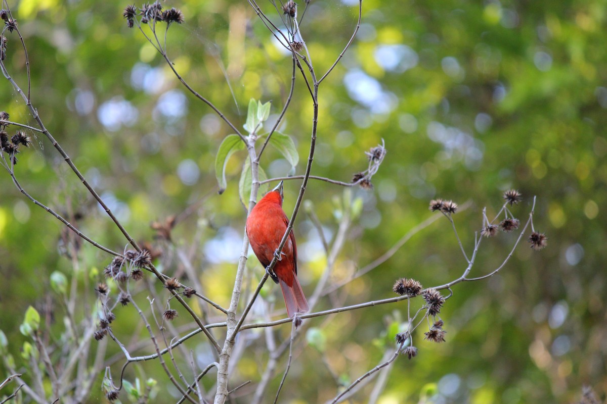 Piranga orangé - ML644098456