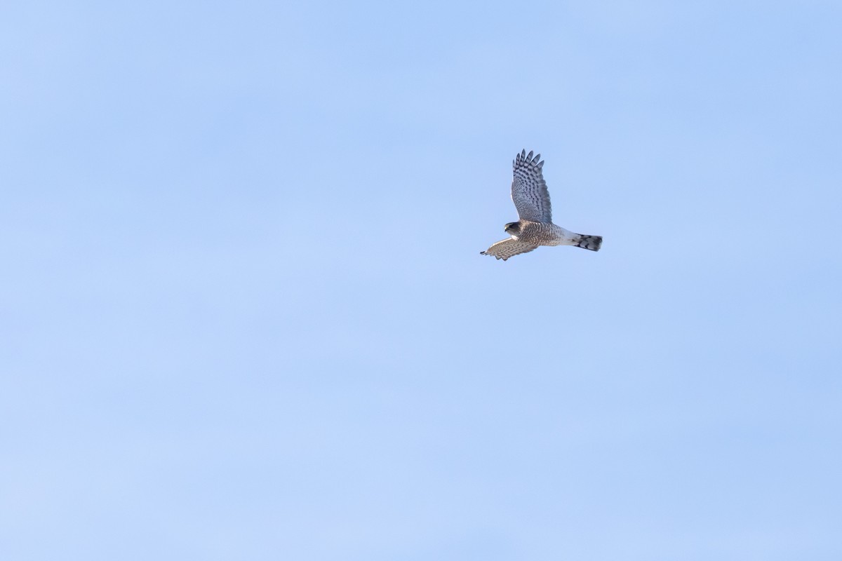 Sharp-shinned Hawk (Northern) - ML644098460
