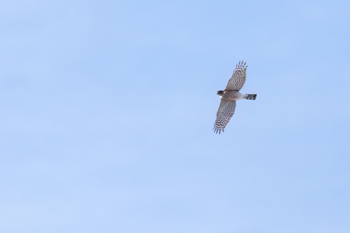 Sharp-shinned Hawk (Northern) - ML644098462