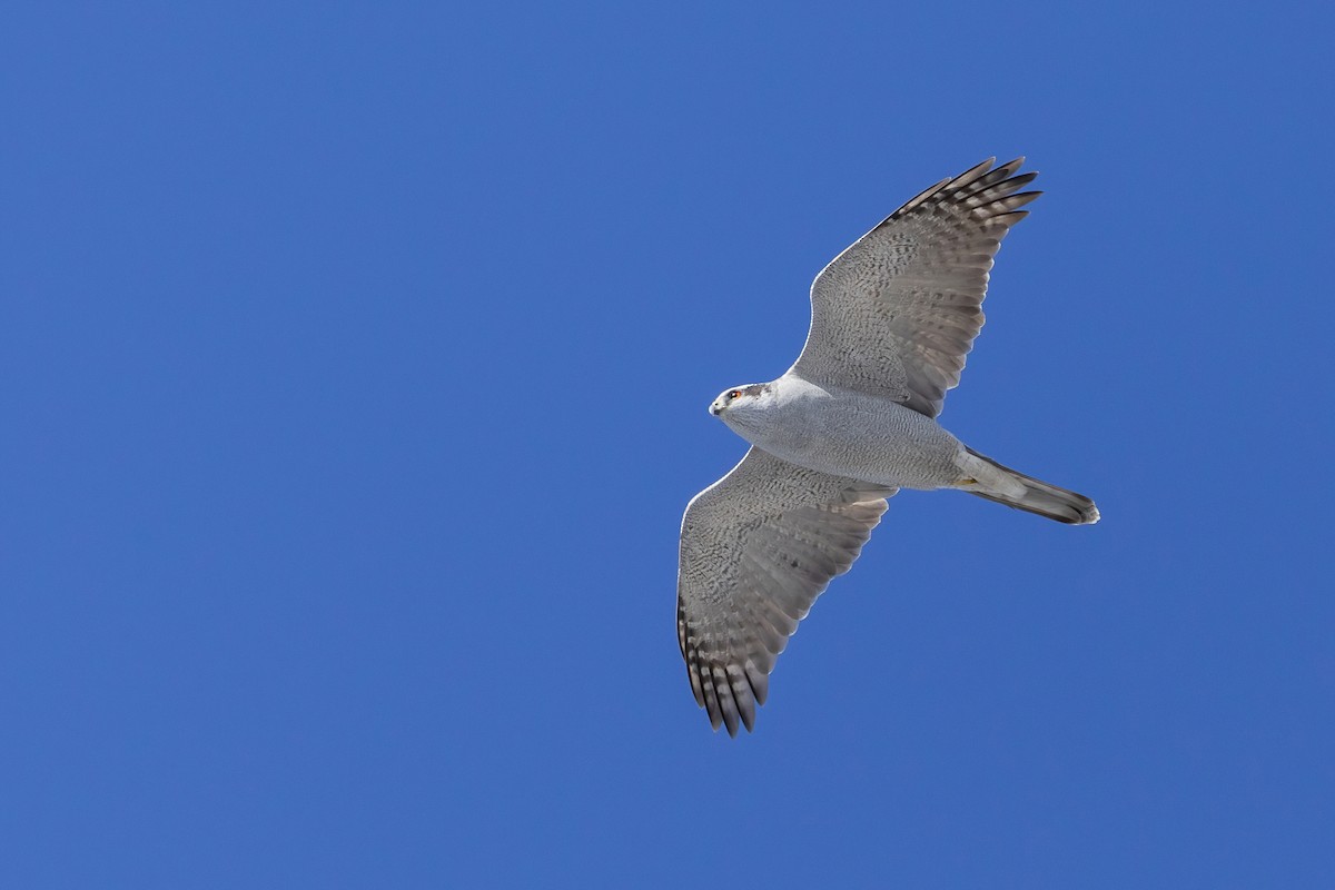 American Goshawk - ML644098463