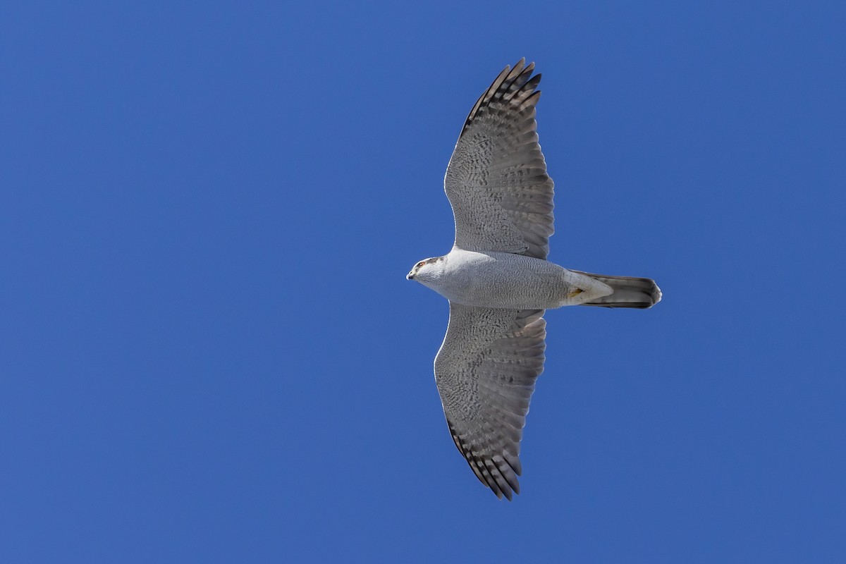 American Goshawk - ML644098467