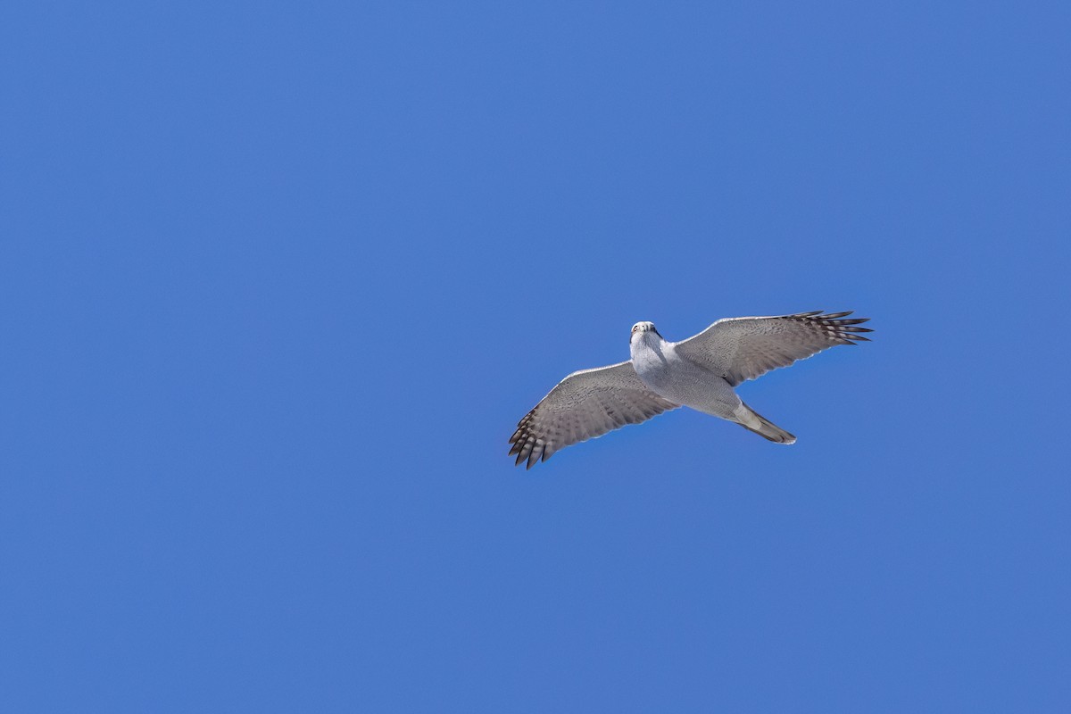 American Goshawk - ML644098470