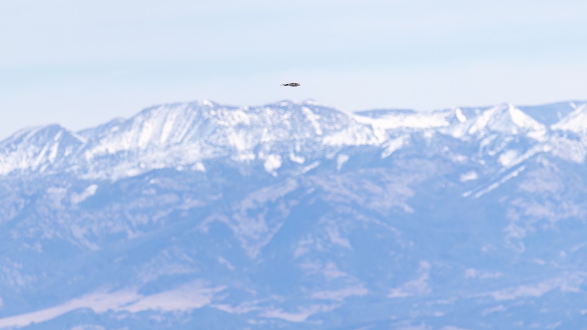 Sharp-shinned Hawk (Northern) - ML644098473